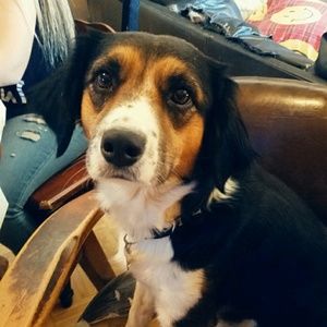 Meet your Posher, Morgan